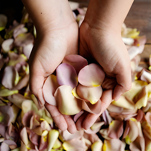 Purple and Pink Bulk Rose Petals