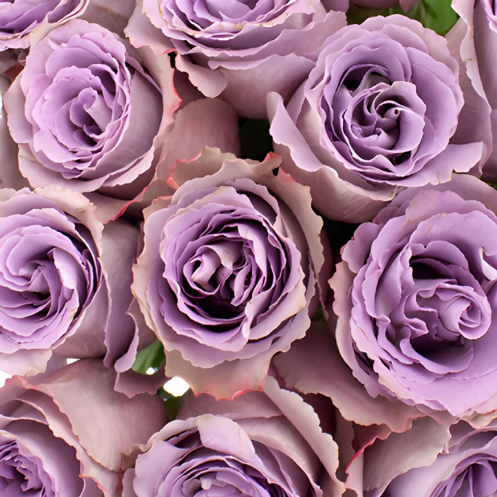 Buy Wholesale Grey Knights Fresh Cut Rose in Bulk - FiftyFlowers