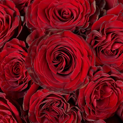 Red Heart Garden Roses up close