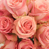 Hermosa Pink Rose