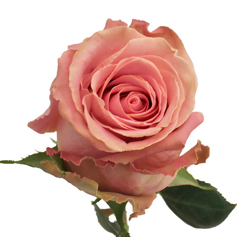 Buy Wholesale Hermosa Pink Rose in Bulk - FiftyFlowers