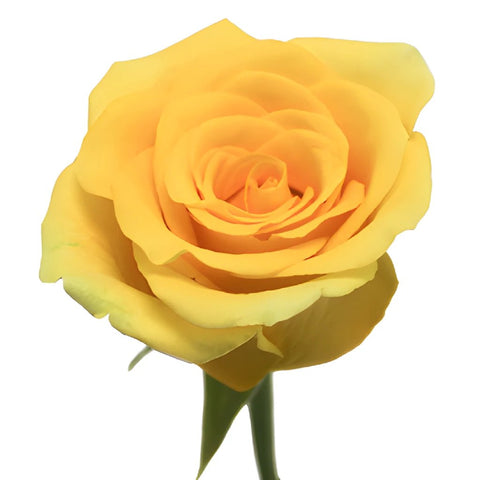 High Exotic Bright Yellow Rose