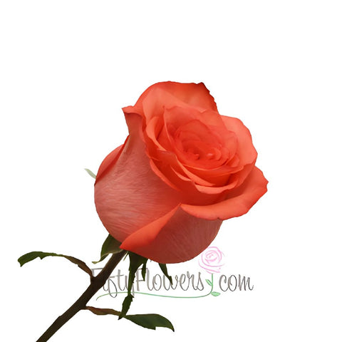High and Blooming Coral Bulk Rose