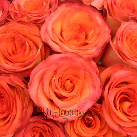 High and Orange Magic Rose
