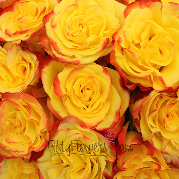 High and Yellow Flame Rose