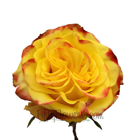 High and Yellow Magic Rose