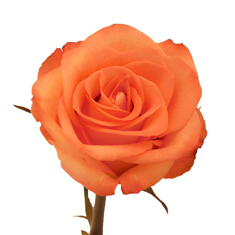 Orange High and Peach Bulk Rose