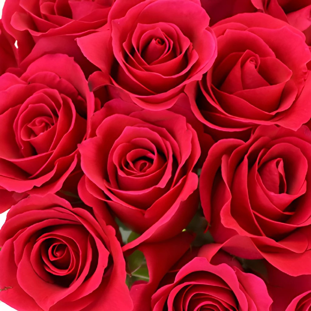 Buy Wholesale Pink Cherry Sweetheart Roses in Bulk - FiftyFlowers