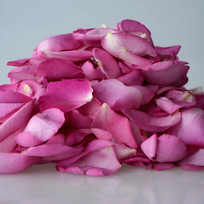 Magenta Garden Rose Petals