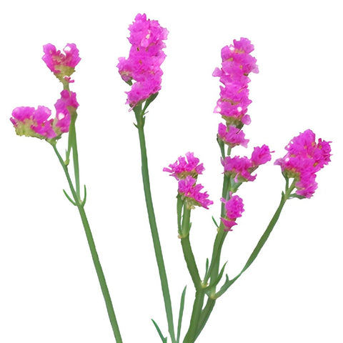 Statice Filler Flower Tinted Bright Pink