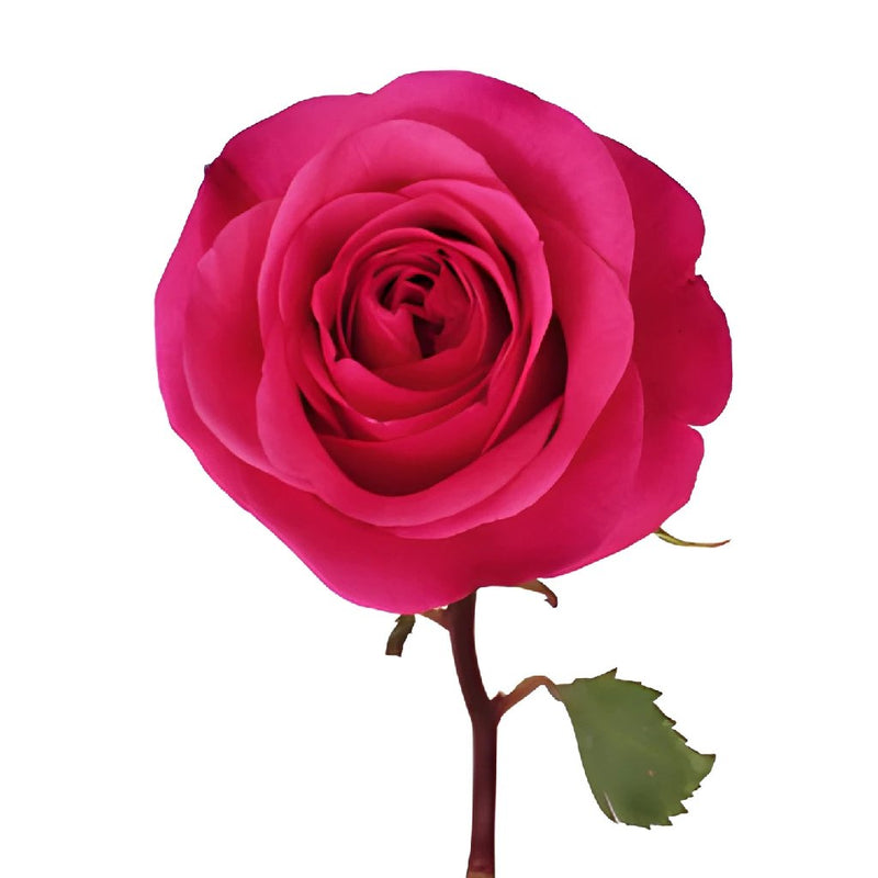  Dark Pink Rose Stems, 24ct. : Grocery & Gourmet Food