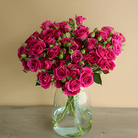 Hot Majolika hot pink Roses In a vase
