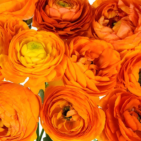 Hot Orange Ranunculus Wholesale Flower Upclose