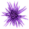 Purple Airbrushed Spider Mum Flowers