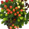 Designer Assorted Hypericum Berries