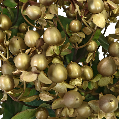 Enhanced Gold Designer Hypericum Berries