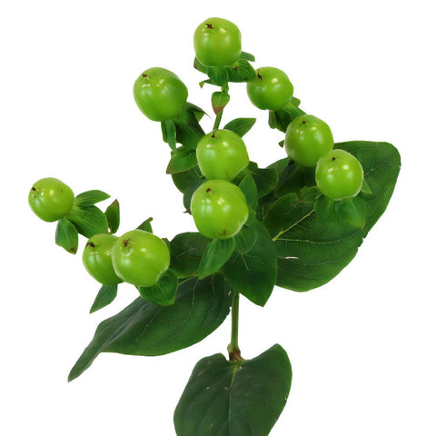 Green Designer Hypericum Berries