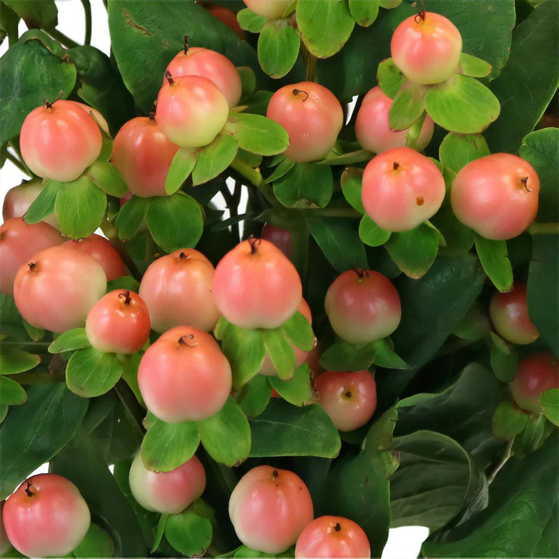 Peaches and Cream Designer Hypericum Berries