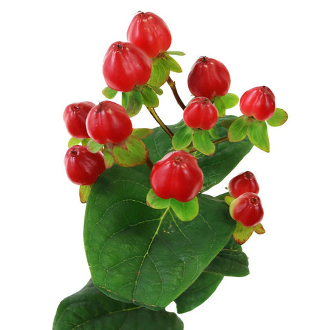 Red Designer Hypericum Berries