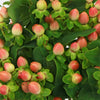 Peaches and Cream Hypericum Berries