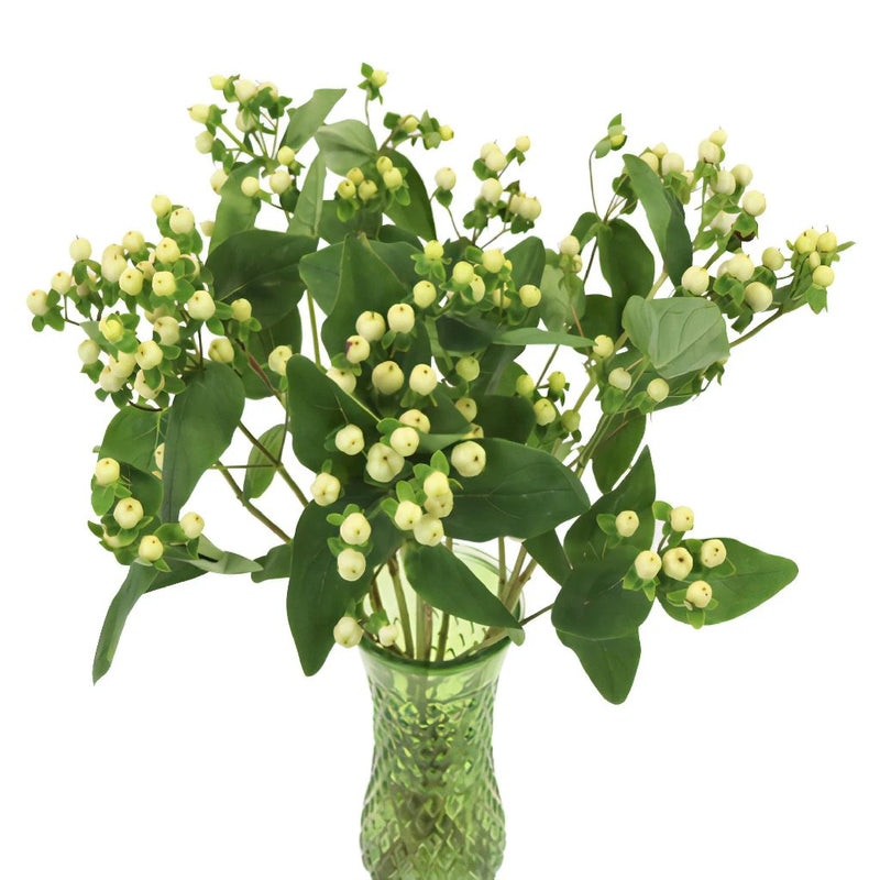 HYPERICUM BERRY WHITE - Wholesale Bulk Flowers - Cascade Floral
