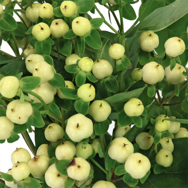 White Hypericum Berries Wholesale Fresh Cut Flower