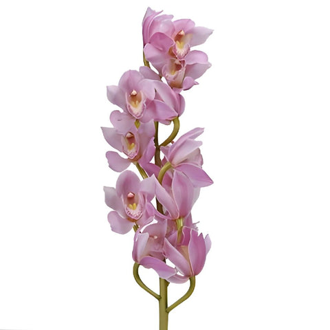 Bulk Cymbidium Orchids Bubble Gum Pink