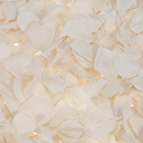 White Preserved Roses Petals