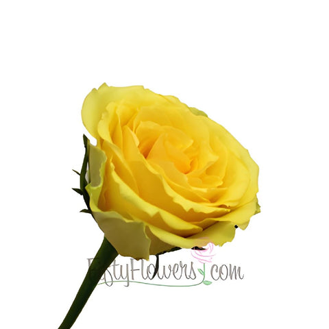 Idole Yellow Bulk Roses