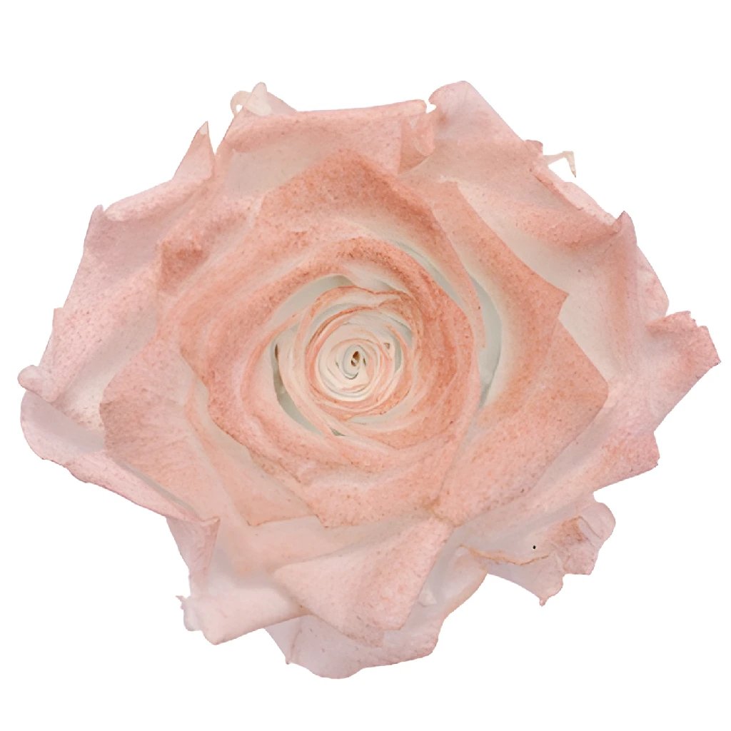 Buy Wholesale Preserved Blush Pink Roses in Bulk - FiftyFlowers