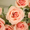 Antique Pale Pink Spray Rose