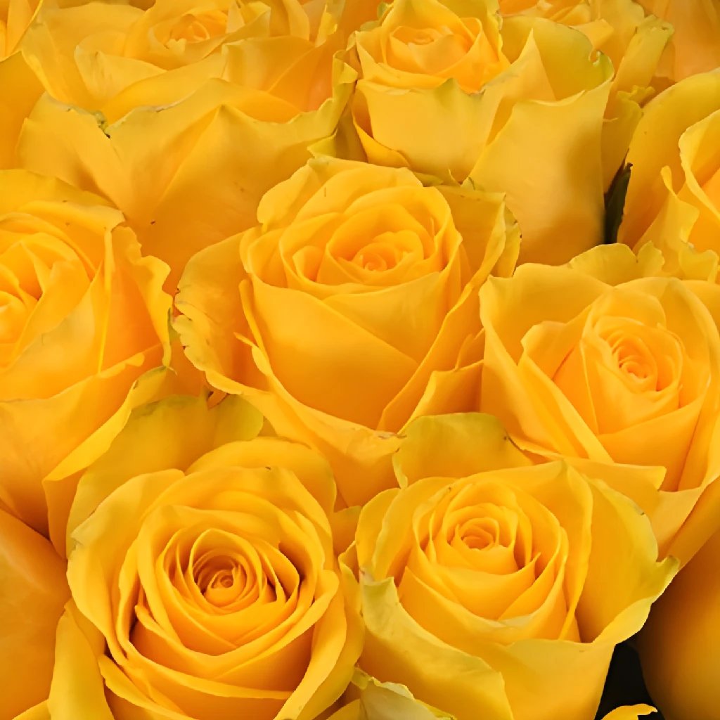 Buy Wholesale Impact Yellow Rose in Bulk - FiftyFlowers