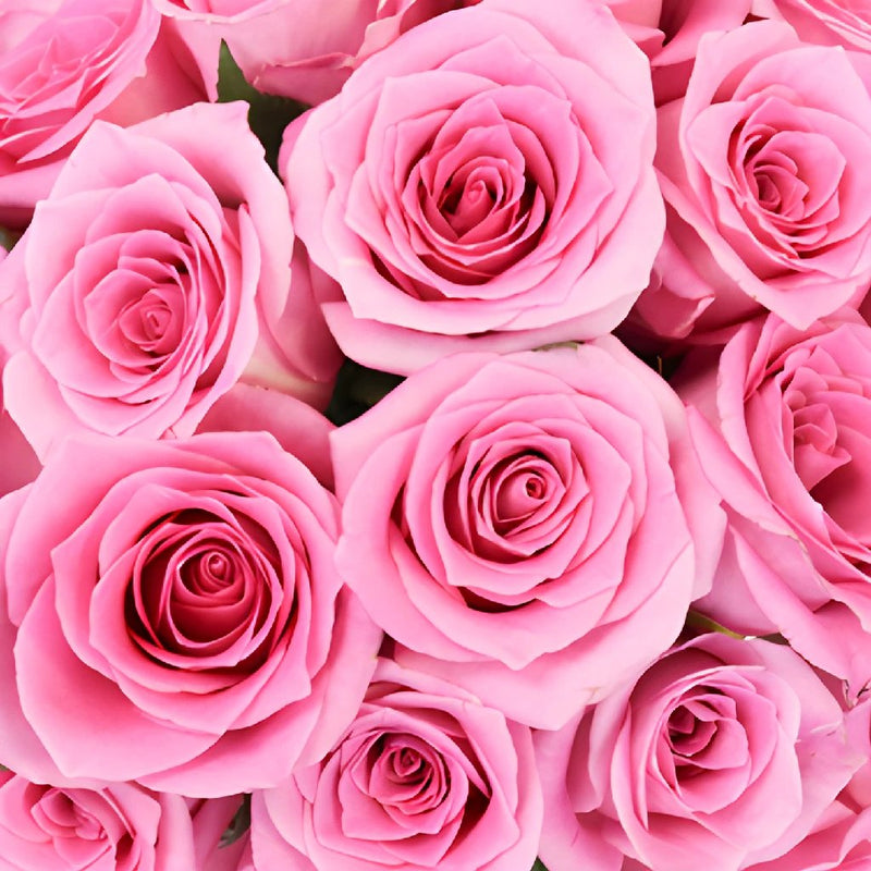 Pink Sweetheart Roses
