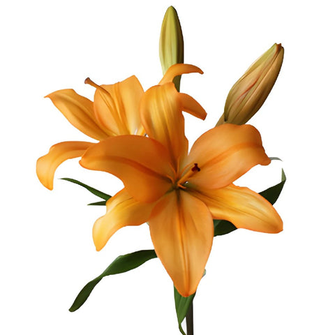 Orange India Hybrid Lily Flower