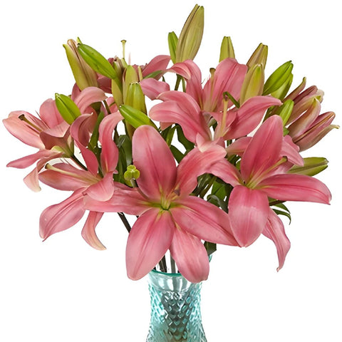 Antique Pink Hybrid Lily