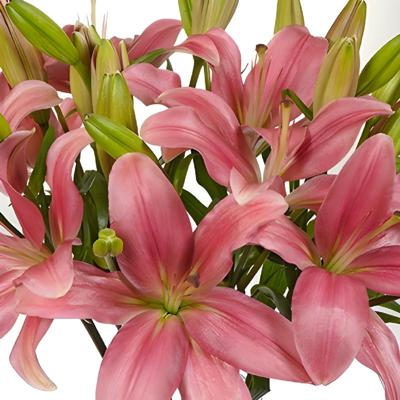 Antique Pink Hybrid Lily