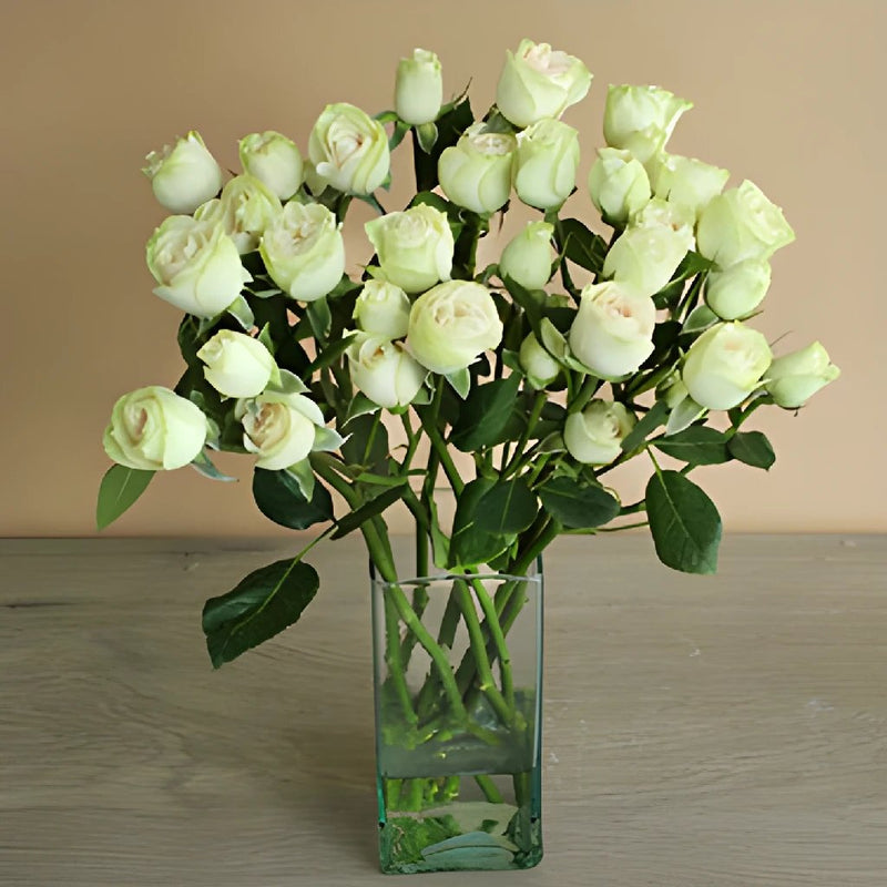 Irishka Cream Wholesale Roses In a vase