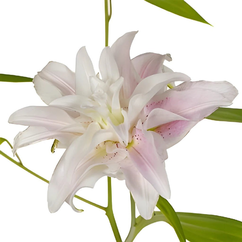 Candy Ice Double Bloom Lily