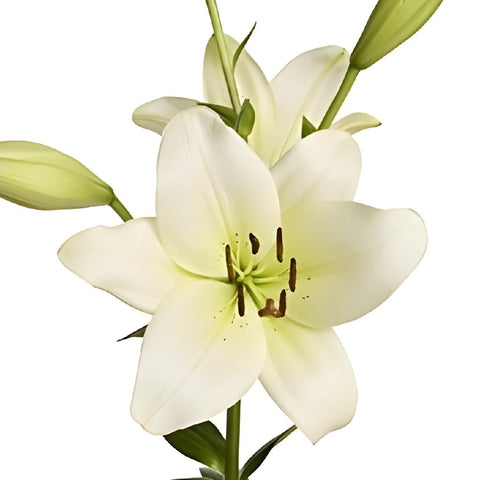 Ivory Hybrid Lily