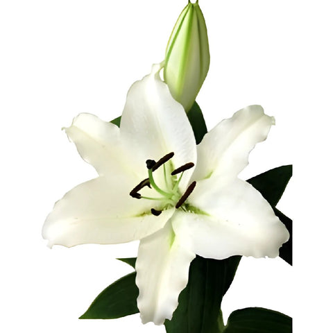 Ivory Oriental Lily