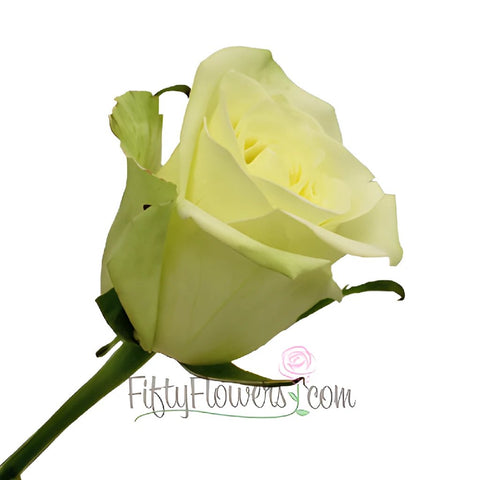 Jade Green Bulk Rose