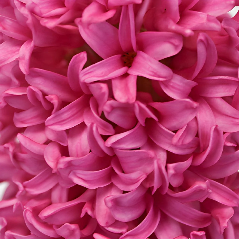 Hyacinth Hot Pink Flower