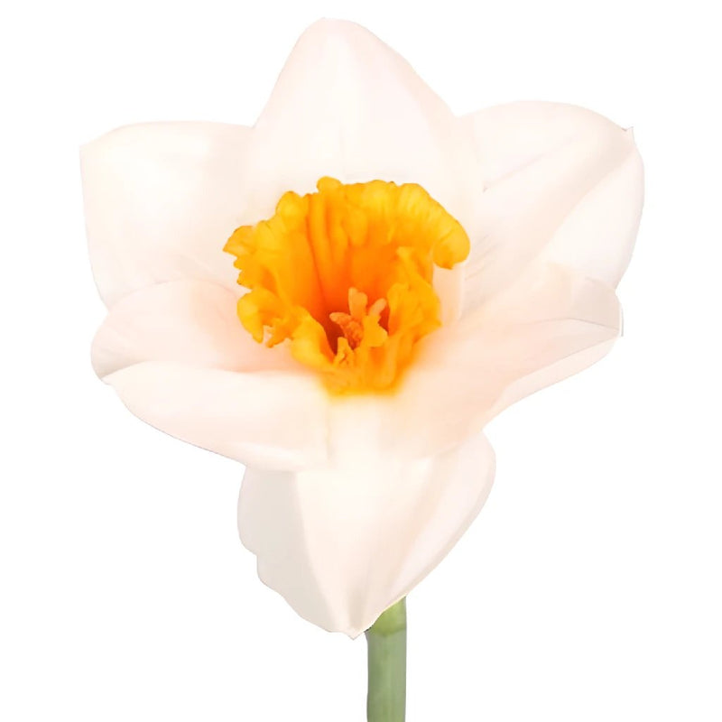 Southern Comfort Daffodil Flower