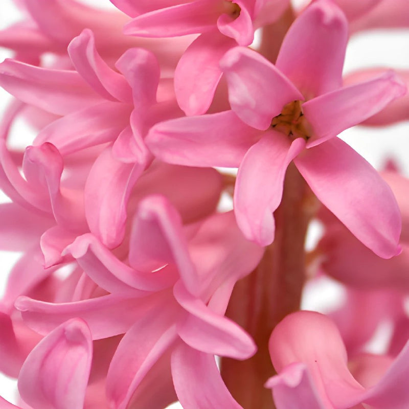Hyacinth Pink Flower