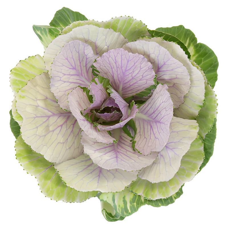 Lilac Wedding Kale Flower
