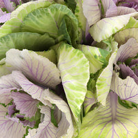 Lilac Green Kale Flowers