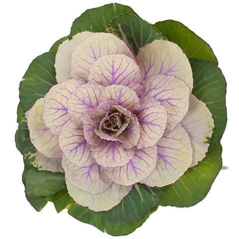 Ornamental Cream Kale Flower