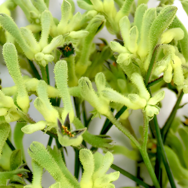 Lime Green Kangaroo Paw Flowers