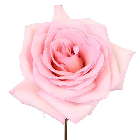 Mothers Day Charming Pink Bulk Sweetheart Roses