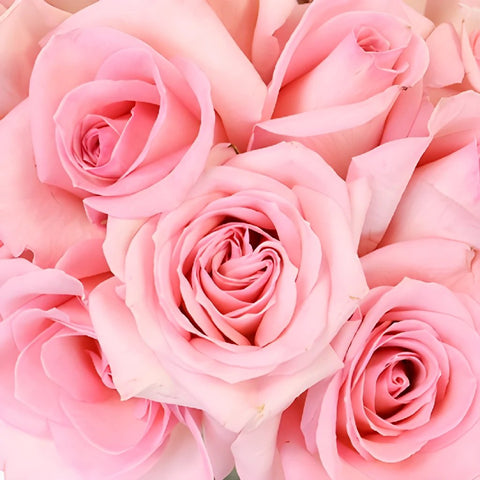 Mother's Day pink sweetheart rose wholesale flowers